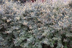 Buddleja madagascariensis